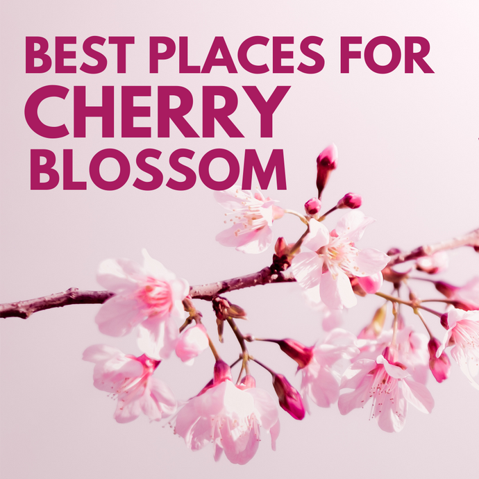Best Places to Enjoy Cherry Blossom 2021